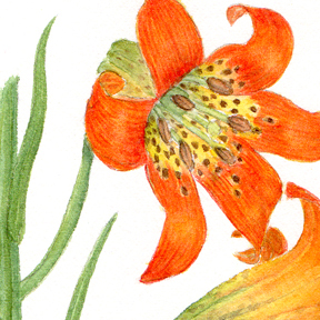 Lilium washingtonianum watercolor by Vorobik